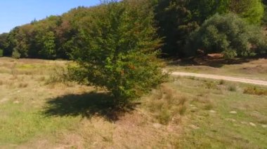 Ormanın dibindeki ağaç, hava aracı atışı, güzel manzara.