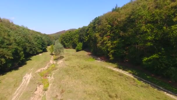 Vliegen Bos Vanuit Lucht Uitzicht Prachtige Landschapsbomen — Stockvideo