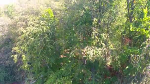 Vliegen Bos Vanuit Lucht Uitzicht Prachtige Landschapsbomen — Stockvideo