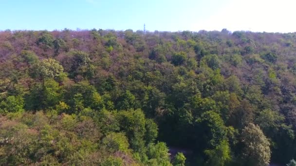 Survoler Forêt Vue Aérienne Beaux Arbres Paysagers — Video