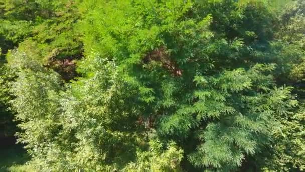 Ormanın Dibindeki Ağaç Hava Aracı Atışı Güzel Manzara — Stok video
