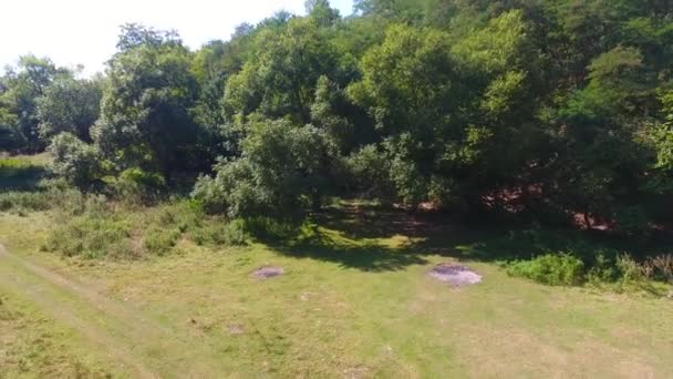 Arbre Pied Forêt Pousse Aérienne Drone Belle Vue — Video