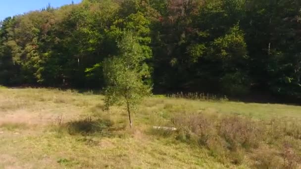 Arbre Pied Forêt Pousse Aérienne Drone Belle Vue — Video