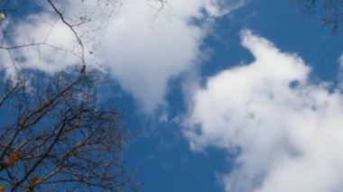 Ormanda, renkli sonbahar mevsimi