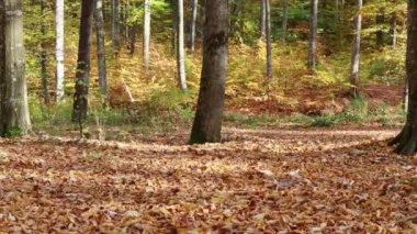 Ormanda, renkli sonbahar mevsimi