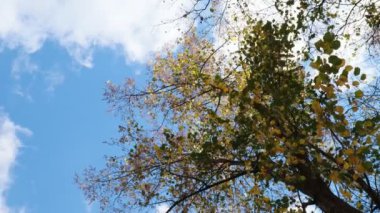 Ormanda, renkli sonbahar mevsimi