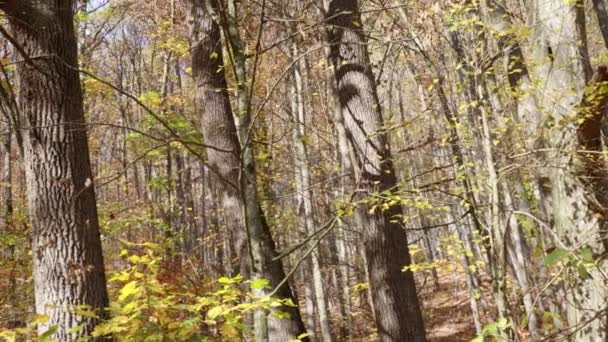 Wald Bunte Herbstzeit — Stockvideo