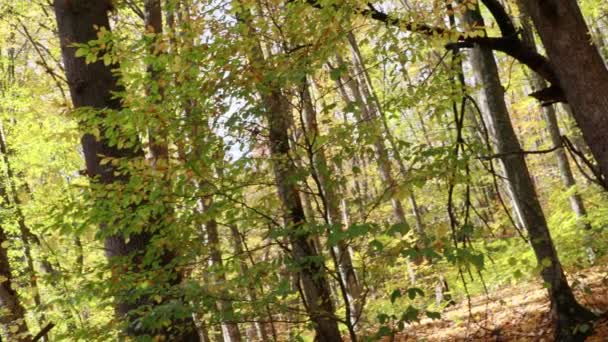 Lesie Kolorowy Sezon Jesienny — Wideo stockowe