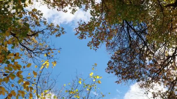 Ormanda Renkli Sonbahar Mevsimi — Stok video
