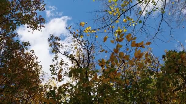 Dans Forêt Saison Automne Colorée — Video