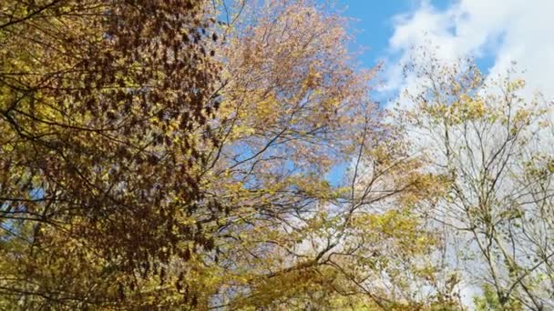 Floresta Temporada Outono Colorido — Vídeo de Stock