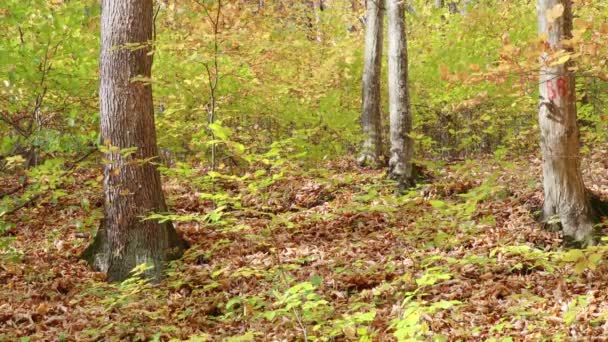Lesie Kolorowy Sezon Jesienny — Wideo stockowe