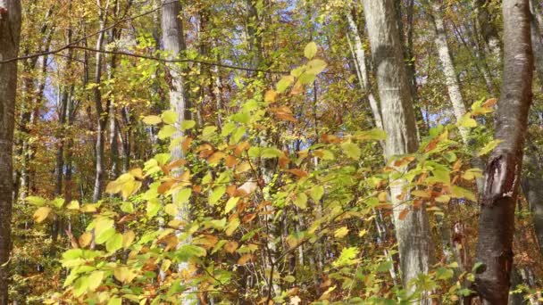 Dans Forêt Saison Automne Colorée — Video