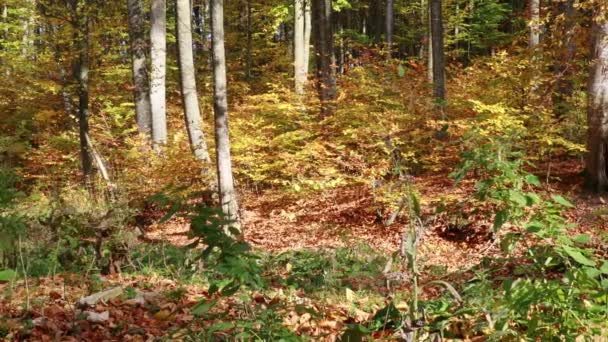 Στο Δάσος Πολύχρωμη Φθινοπωρινή Εποχή — Αρχείο Βίντεο