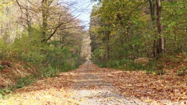 在森林里 五彩缤纷的秋天 — 图库视频影像