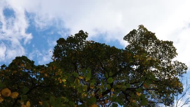 森の中 カラフルな秋の季節 — ストック動画