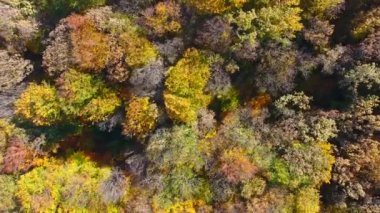 Sonbahar Ormanı, hava manzarası, ağaçların üzerinden uçmak.
