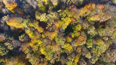 Sonbahar Ormanı, hava manzarası, ağaçların üzerinden uçmak.