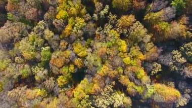 Sonbahar Ormanı, hava manzarası, ağaçların üzerinden uçmak.