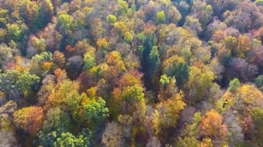 Sonbahar Ormanı, hava manzarası, ağaçların üzerinden uçmak.