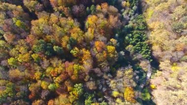 Sonbahar Ormanı, hava manzarası, ağaçların üzerinden uçmak.