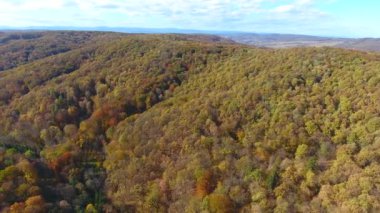 Sonbahar Ormanı, hava manzarası, ağaçların üzerinden uçmak.