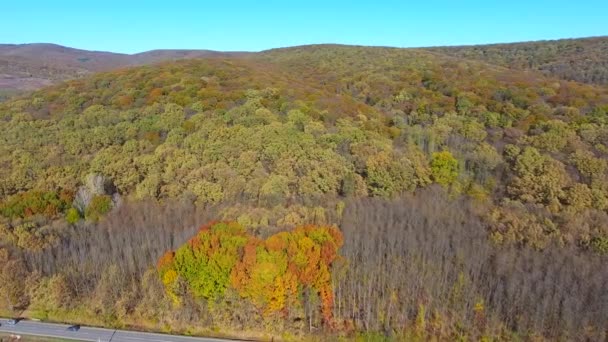 Herfstbos Uitzicht Lucht Vliegen Bomen — Stockvideo