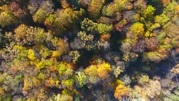 Jesienny Las Widok Lotu Ptaka Przelot Nad Drzewami — Wideo stockowe