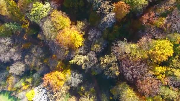 Forêt d'automne, vue aérienne, survoler les arbres