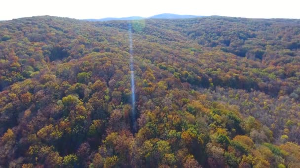 Floresta Outono Vista Aérea Sobrevoar Árvores — Vídeo de Stock