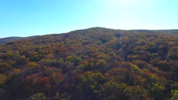 Sonbahar Ormanı Hava Manzarası Ağaçların Üzerinden Uçmak — Stok video