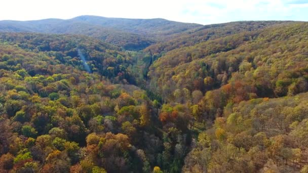 秋天的森林 飞过树木 — 图库视频影像