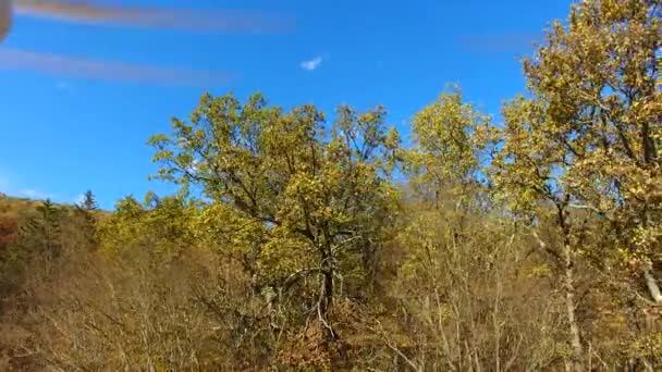 秋の森 空からの眺め 木の上を飛ぶ — ストック動画