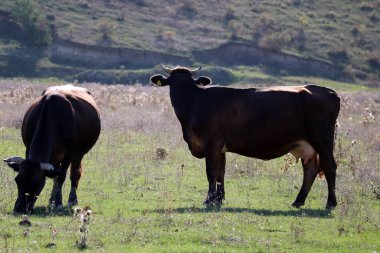 İnekler yeşil alanda, kırsal alanda