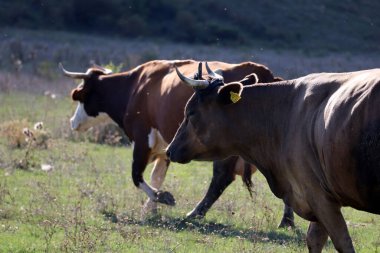 İnekler yeşil alanda, kırsal alanda