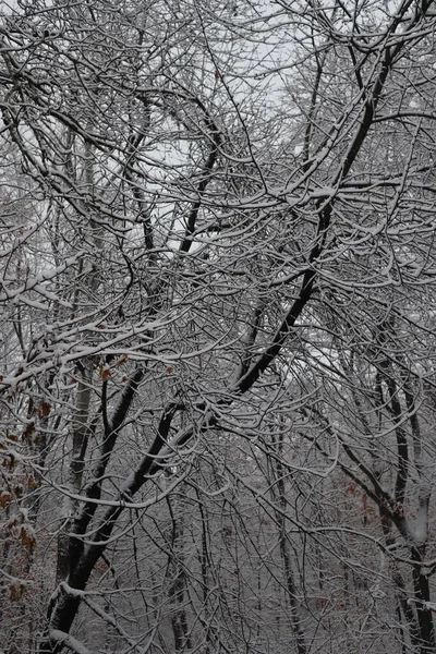 Kış ormanı karlı arka plan