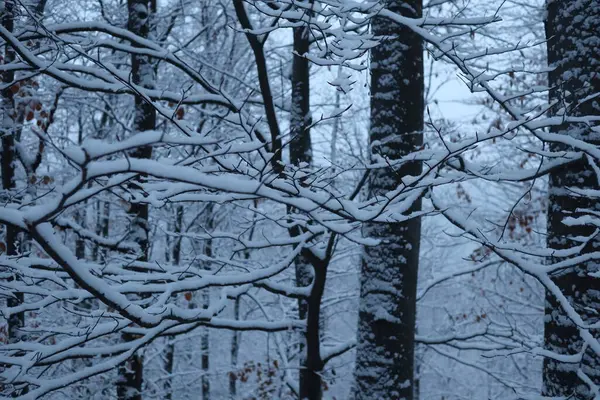 Kış ormanı karlı arka plan