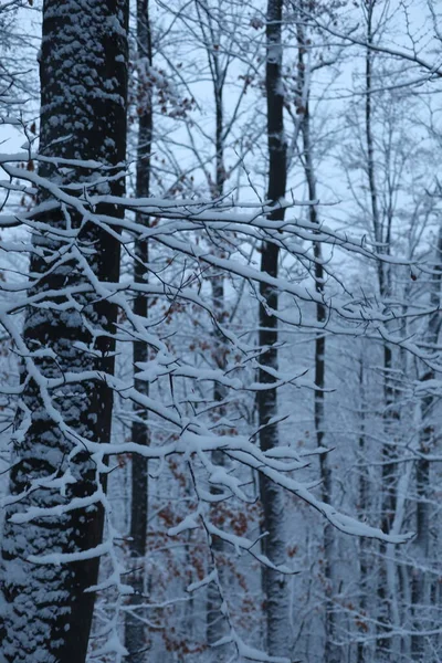 Kış ormanı karlı arka plan