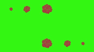 Kırmızı güllerin animasyonu, yeşil ekranda grafik tasarımı, geçiş elementi