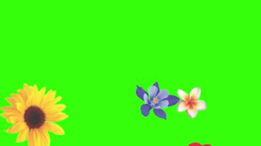 Yeşil ekrandaki çiçeklerin canlandırması, grafik kaynak ögesi