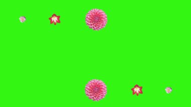 Yeşil ekrandaki çiçeklerin canlandırması, grafik kaynak ögesi