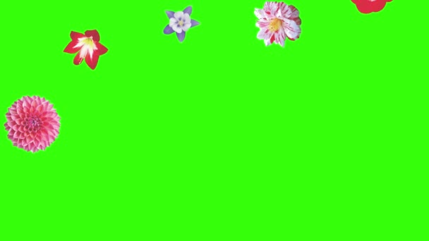 Yeşil Ekrandaki Çiçeklerin Canlandırması Grafik Kaynak Ögesi — Stok video
