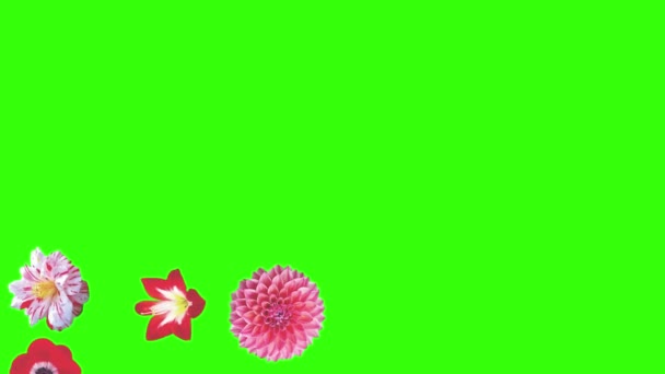 绿色屏幕上的花朵动画 图形源元素 — 图库视频影像