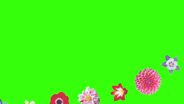 Animação Flores Tela Verde Elemento Fonte Gráfica — Vídeo de Stock