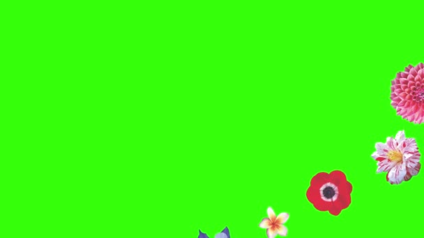 Animazione Fiori Schermo Verde Elemento Sorgente Grafico — Video Stock
