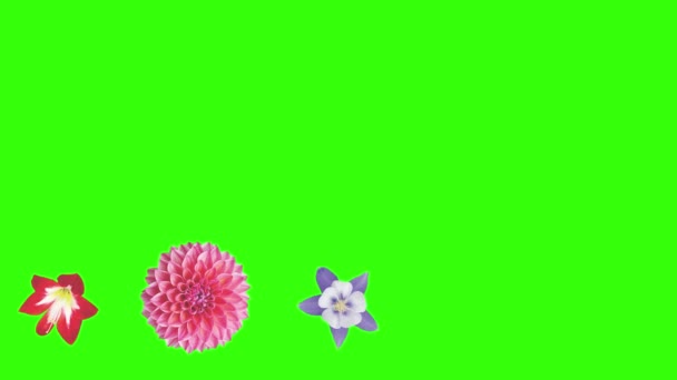 Animation Von Blumen Auf Grünem Bildschirm Grafisches Quellelement — Stockvideo
