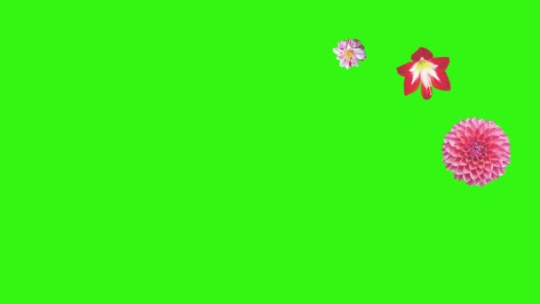 Анимация Цветов Зеленом Экране Графический Исходный Элемент — стоковое видео