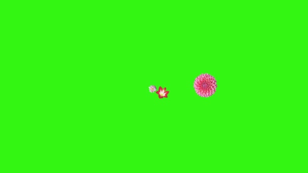 Анимация Цветов Зеленом Экране Графический Исходный Элемент — стоковое видео