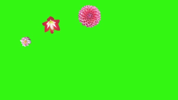 Анімація Квітів Зеленому Екрані Елемент Графічного Джерела — стокове відео