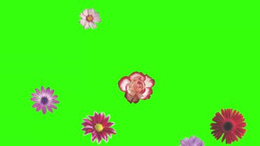 Yeşil ekrandaki çiçeklerin canlandırması, grafik kaynak ögesi